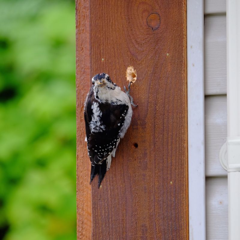 Contact About Woodpecker Hole Repair